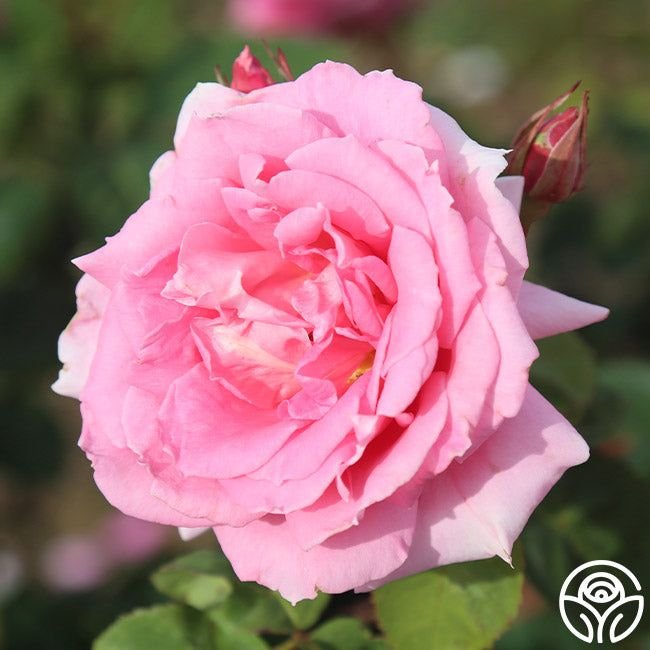 Button Eye Roses Our Products | Global Kingdom Imports & Exports