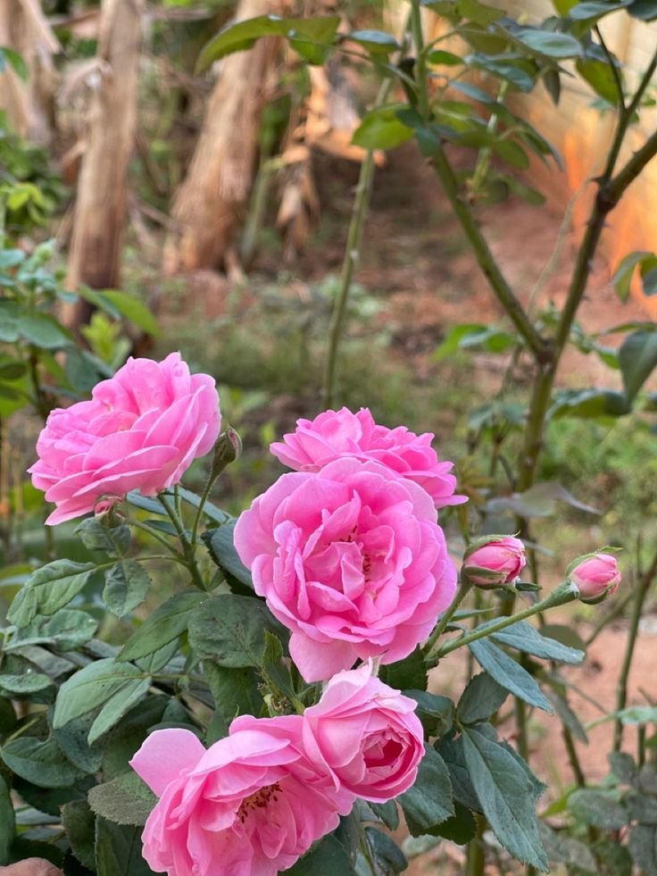 Panneer Rose / Desi Rose